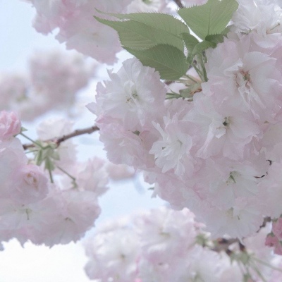 兽设零基础绘画实用教程福瑞群